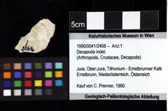 Foto (Objket + Etiketten) von Decapoda indet. 